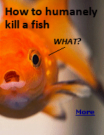 Most of the fish we eat die by asphyxiation. But there�s a better way, both for the fish and for you.